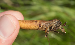 Cortinarius thiersii