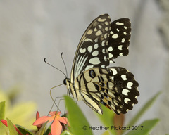 Papilio demoleus