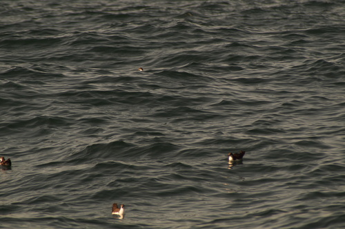 Galapagos Shearwater (Puffinus subalaris), photo 4