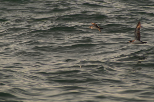 Galapagos Shearwater (Puffinus subalaris), photo 2