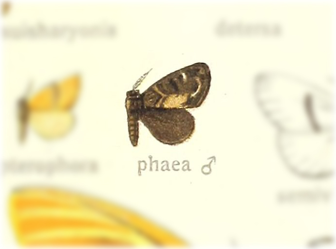 Medama phaea