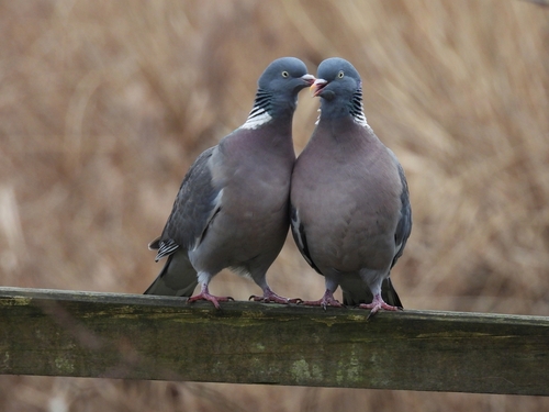 Pigeon ramier