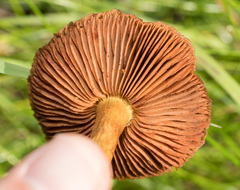 Cortinarius thiersii