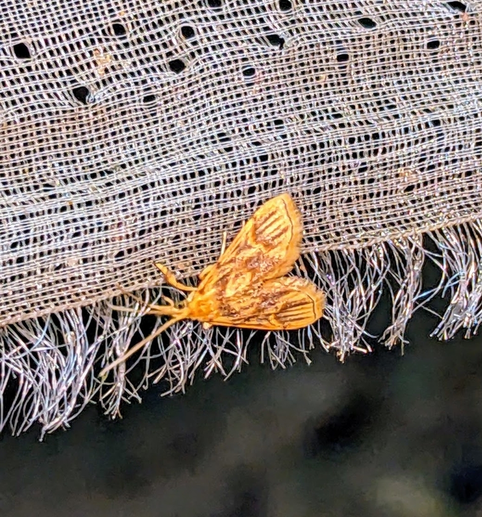 Mabra daulialis