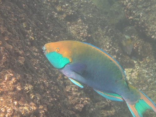 Scarus prasiognathos
