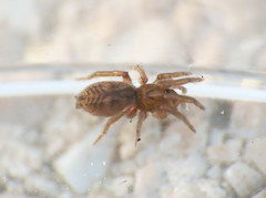 Haplodrassus