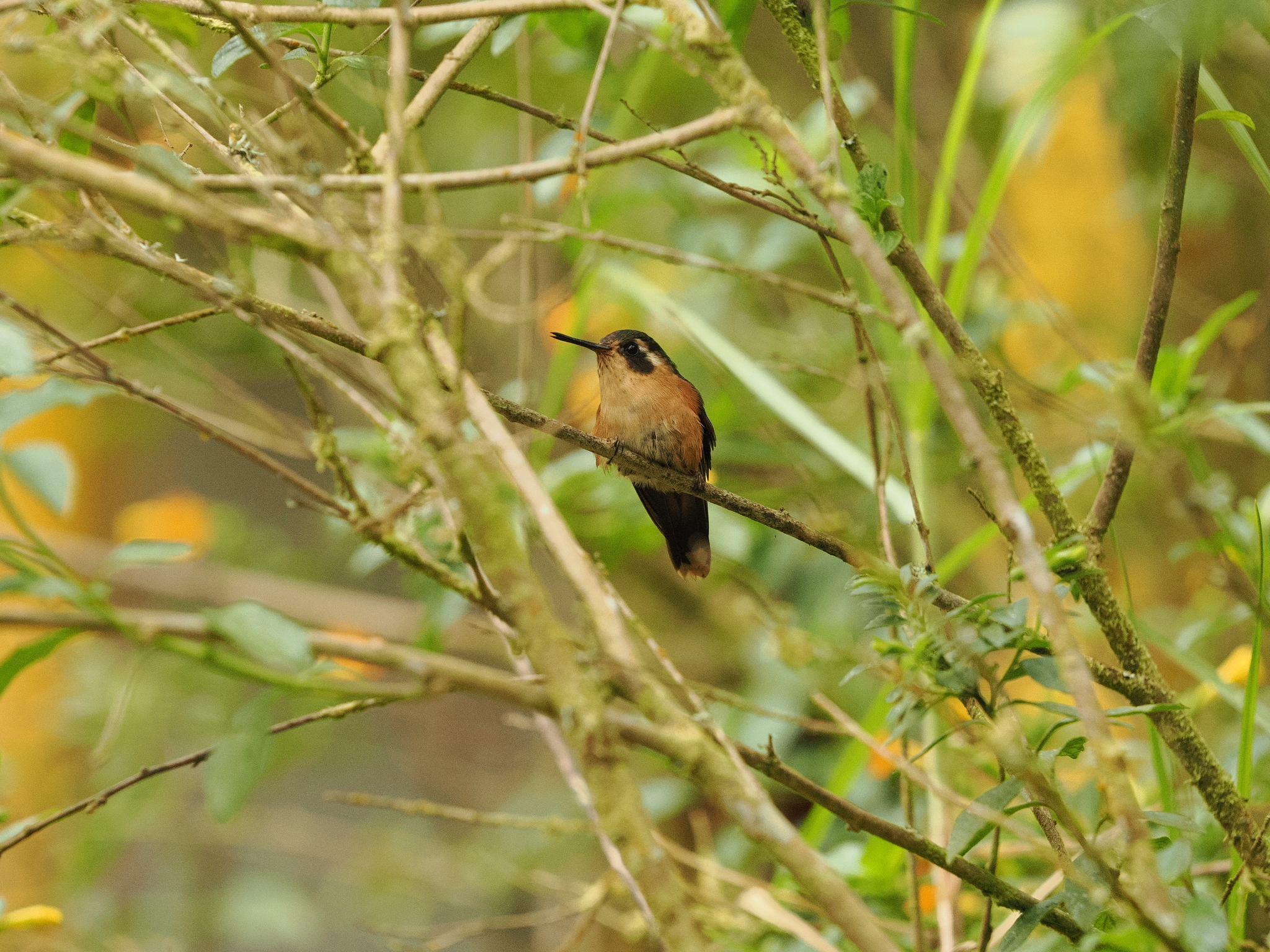 Speckled Hummingbird (Adelomyia melanogenys), photo 1