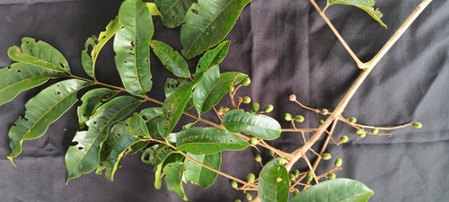 Tapirira guianensis