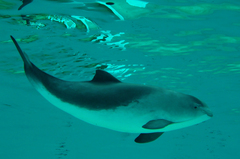 Harbor Porpoise photo 3