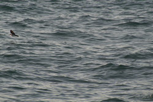 Galapagos Shearwater (Puffinus subalaris), photo 3