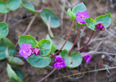 Mirabilis macfarlanei