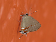 Calycopis isobeon