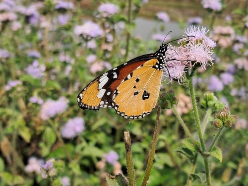 Plain Tiger Butterfly