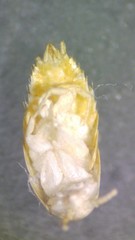 Proatelurina pseudolepisma