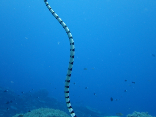 Dwarf Sea Krait