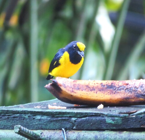 Spot-crowned Euphonia (Euphonia imitans), photo 2