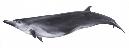 Spade-toothed Beaked Whale (Mesoplodon traversii) — Data Deficient Mammalia