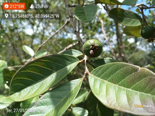 Brazilian Guava