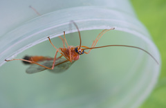 Enicospilus ramidulus