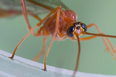 Enicospilus ramidulus