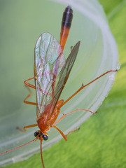 Enicospilus ramidulus