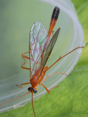 Enicospilus ramidulus