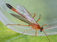 Enicospilus ramidulus