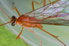 Enicospilus ramidulus