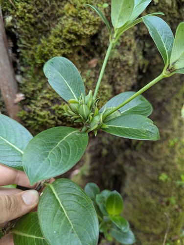 Geniostoma hedyosmifolium observed 2025-04-16