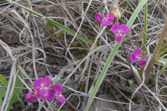 Dolichos hastiformis