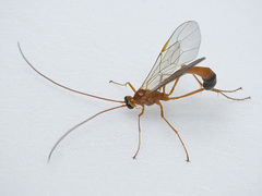 Enicospilus ramidulus