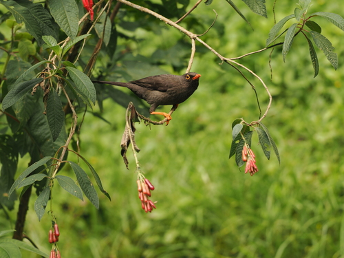 Great Thrush (Turdus fuscater), photo 4
