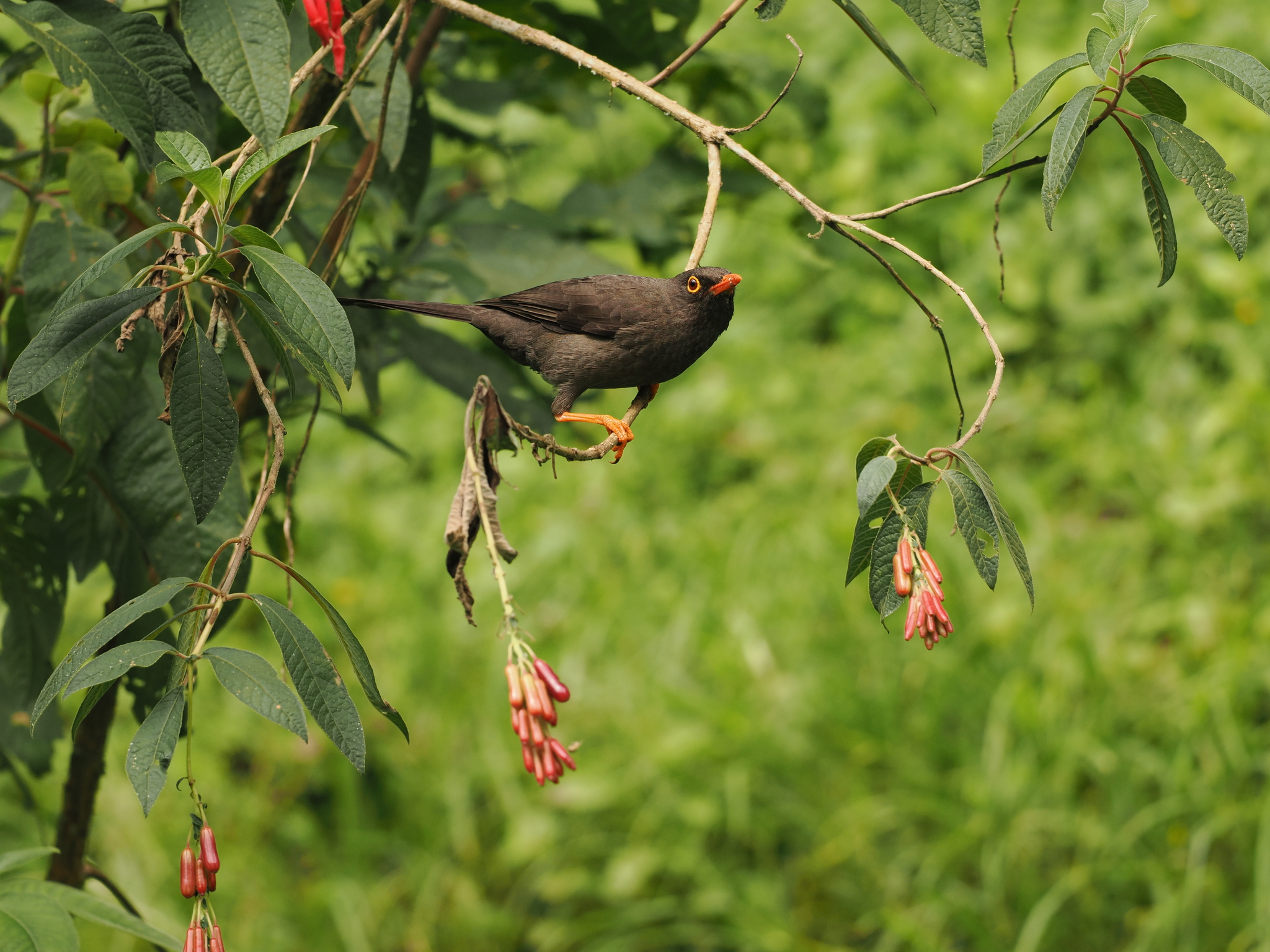Great Thrush (Turdus fuscater), photo 4