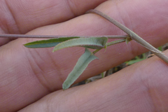 Dolichos hastiformis