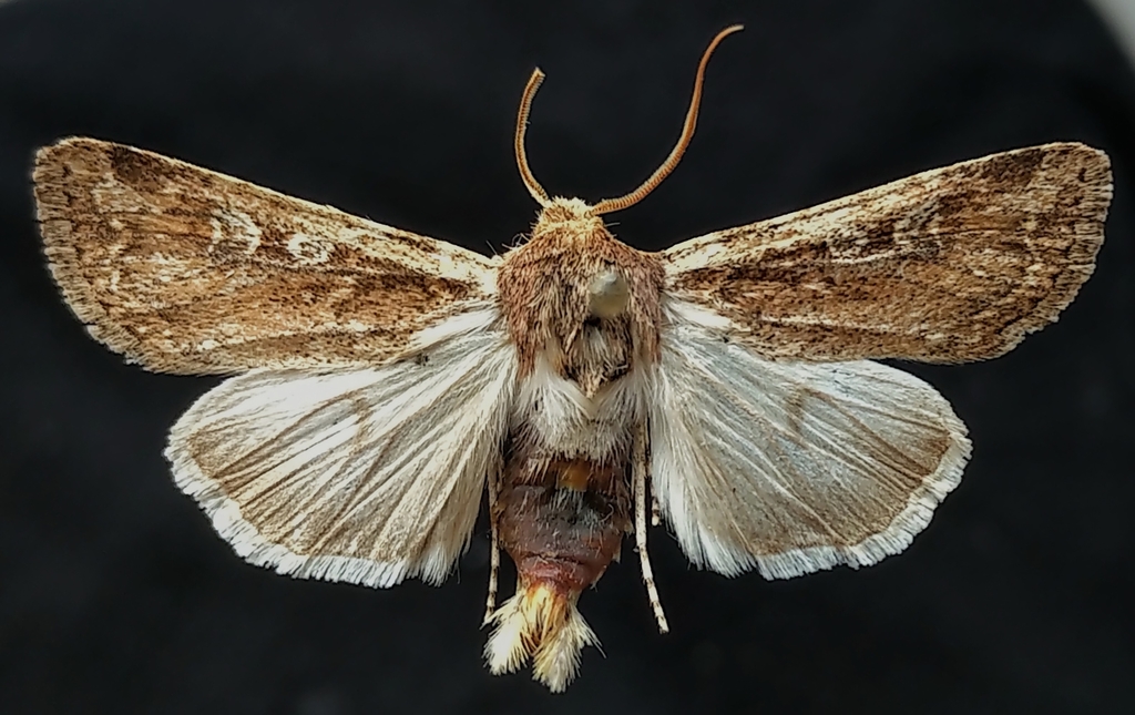Dune Cutworm Moth