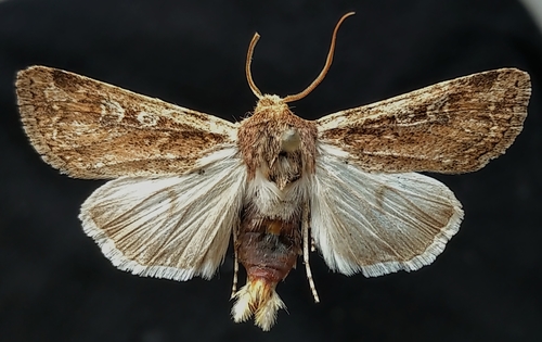 Dune Cutworm Moth
