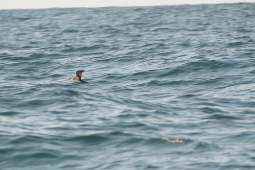 Galapagos Shearwater (Puffinus subalaris), photo 5