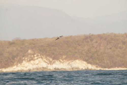 Black Tern (Chlidonias niger), photo 3