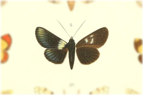 Burgena chalybeata