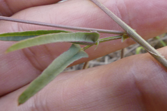 Dolichos hastiformis