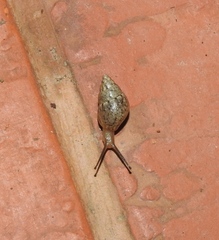 Bulimulus tenuissimus