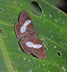 Potamanaxas