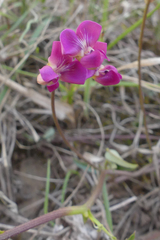 Dolichos hastiformis