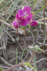 Dolichos hastiformis