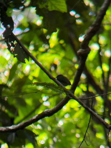 Blue-capped Manakin (Lepidothrix coronata), photo 5