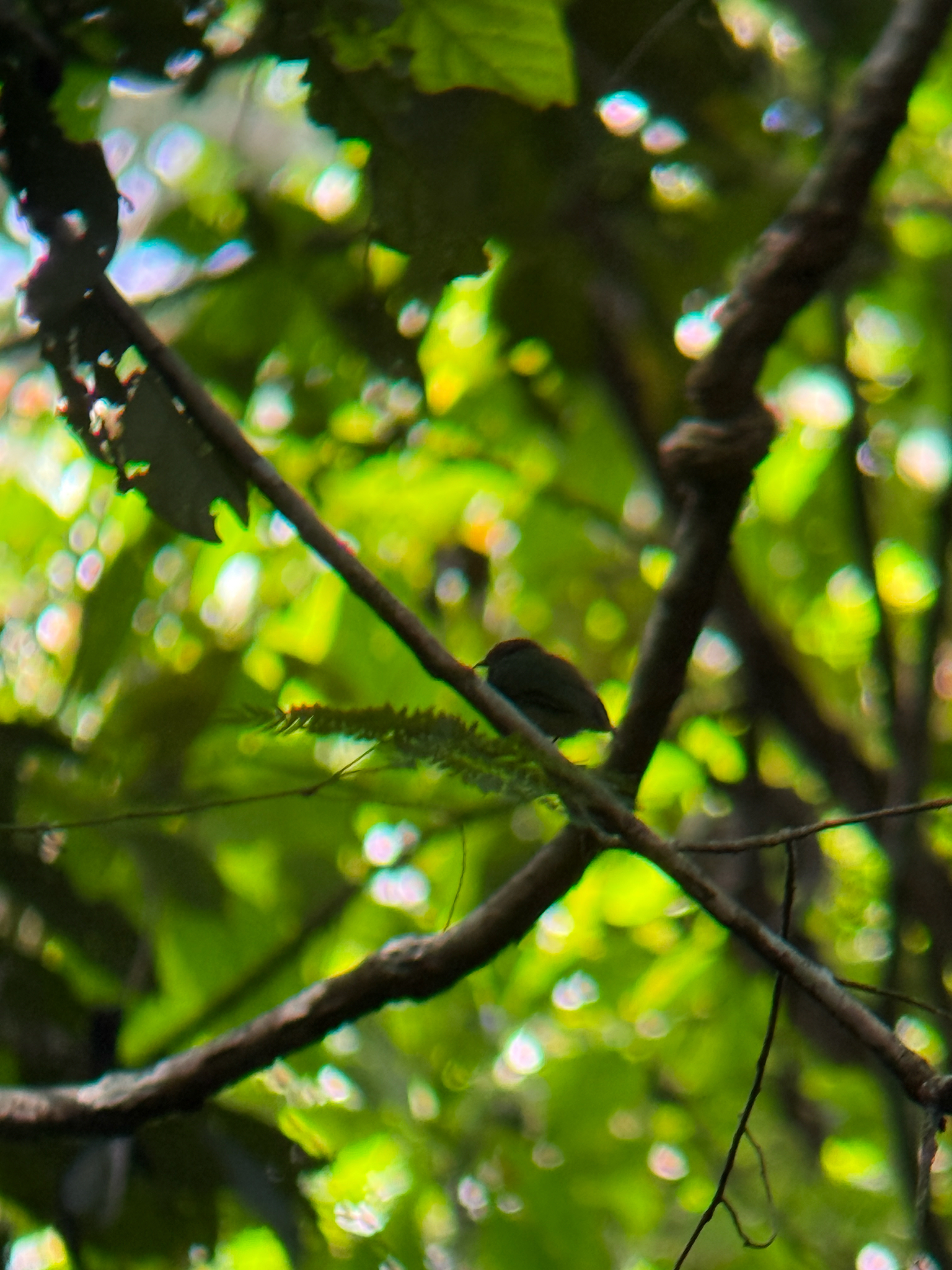 Blue-capped Manakin (Lepidothrix coronata), photo 8