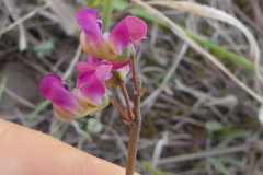 Dolichos hastiformis