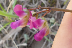 Dolichos hastiformis