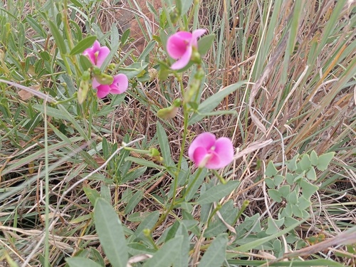 Grassveld Sweetpea (Sphenostylis angustifolia)