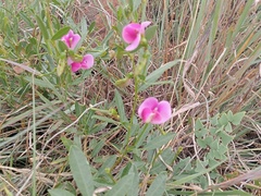 Grassveld Sweetpea (Sphenostylis angustifolia)